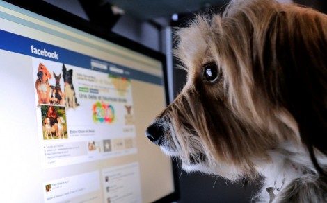 Facebook proíbe venda de animais na rede social: os usuários poderão denunciar as publicações de venda