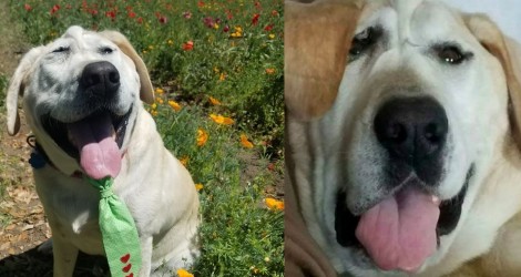 Cão abandonado por causa de seu rosto encontra uma dona que o considera perfeito