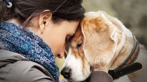 Segundo estudo, amor entre cachorro e dono é o mesmo de mãe e filho