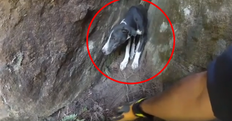 Cachorrinho perdido passa 6 dias se agarrando em um penhasco no sul do Brasil