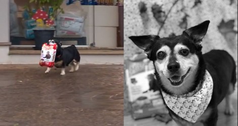 Morre Pituco, cachorrinho que ficou famoso por buscar ração em Pet Shop (Relembre o Vídeo)