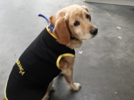 Cão de rua é promovido a segurança de shopping em Curitiba