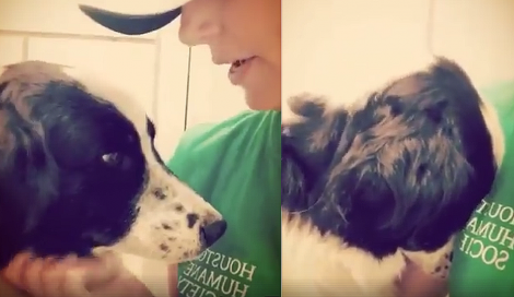 Cão abandonado em abrigo fica arrasado depois de ver que sua família não o quer mais