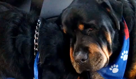 Cão Rottweiler chora ao perceber que seu irmão morreu (VEJA O VÍDEO)