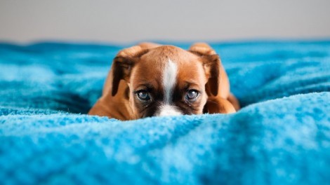 8 tipos de medos e fobias comuns em cachorros