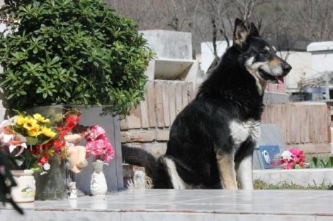 Cachorro passa 11 anos de sua vida visitando tumulo de seu dono