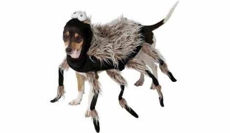 8 fantasias de halloween mais engraçadas de 2018 para cães