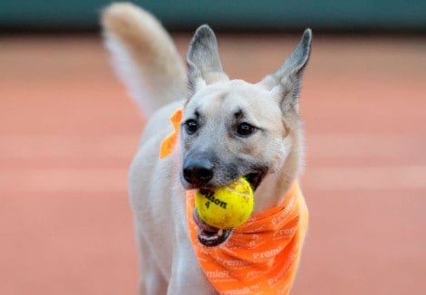 Cães gandulas são sucesso em torneios de tênis (VEJA OS VÍDEOS)