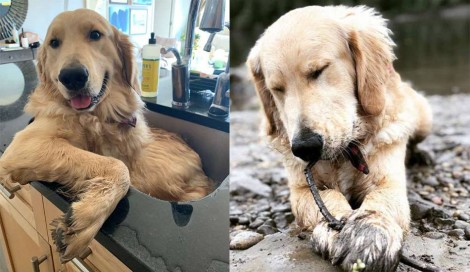 Esse cão golden só aceita tomar banho na pia da cozinha