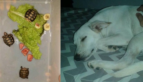 Cão salva família de jabutis no RN e vira sucesso nas redes sociais