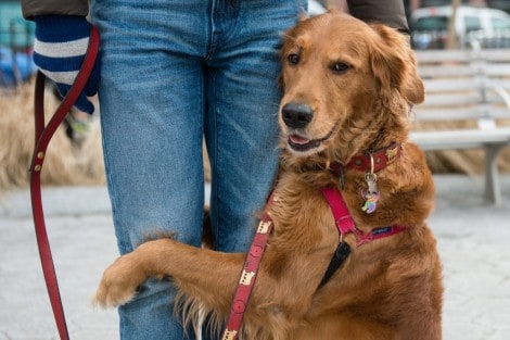 Segundo estudo, AMOR entre um CÃO e DONO é o mesmo de MÃE e FILHO