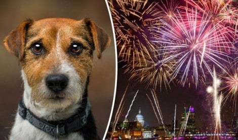 10 dicas para seu cão ficar mais calmo no Ano Novo