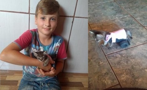 Criança cria "cadeira de rodas" para gata deficiente física e viraliza na internet