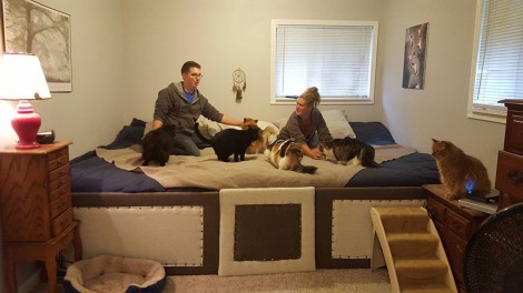 Casal cria enorme cama de 7m² para dormir com seus 5 gatos e 2 cachorros