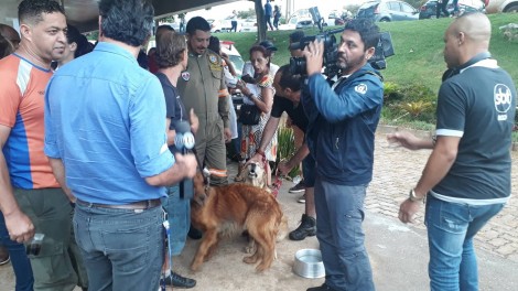 Cães heróis de Brumadinho: veja fotos exclusivas dos cães que encontraram 4 pessoas vivas