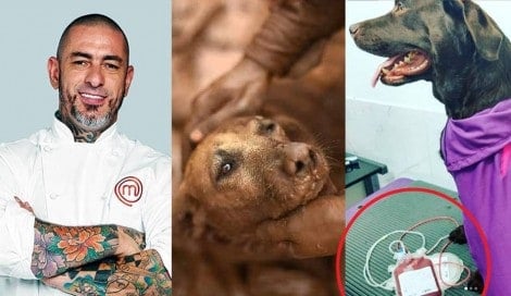 Chef Fogaça doa sangue de sua cachorrinha aos animais de Brumadinho