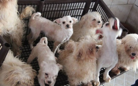 Mais de 100 cães maltês e yorkshire são resgatados de canil clandestino em SP