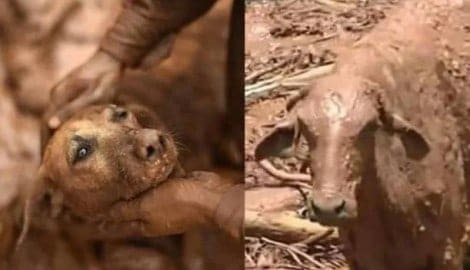 Vale deu remédio vencido para animais em Brumadinho, diz Ibama