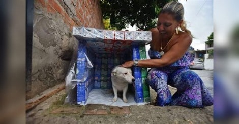 Mulher cria casinhas para animais de rua com caixinhas de leite