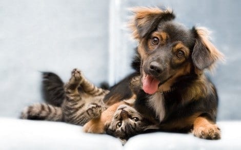Cães e gatos: dicas básicas para quem decide ter um