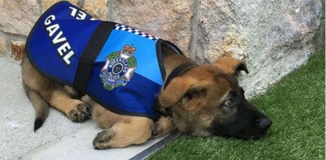 Cão policial demitido por ser "amigável demais" ganha novo emprego