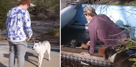 Cachorros abandonados pedem ajuda a jovens para salvar amigo preso