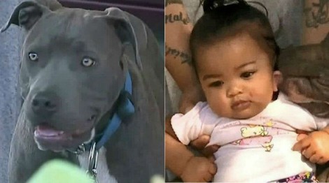 Pitbull arrasta bebê pela fralda e a salva de incêndio