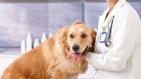 O que precisamos saber antes de levar o pet ao veterinário