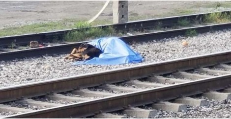 Cachorro se nega a sair de perto de corpo de dono atropelado por trem (veja o vídeo)