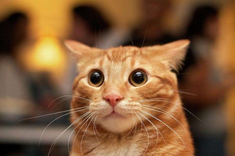 Estudo revela que gatos respondem ao som de seus próprios nomes