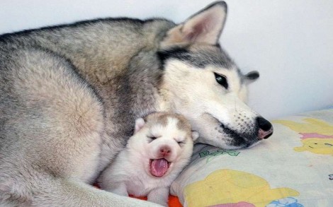 A importância de fazer o pré-natal nos pets