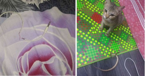 Gato destrói cabo de fone de ouvido e resolve ressarcir seu dono com uma cobra