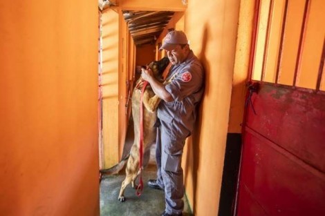 "Firmes, destemidos e sem trabalho forçado", diz PM sobre cães que ajudaram em Brumadinho