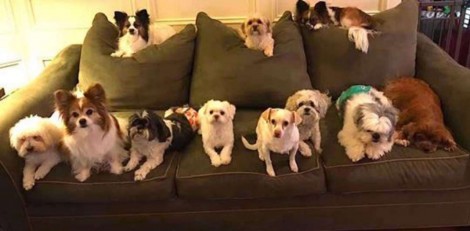 Todos os cães da casa se reúnem e esperam donos para o retrato de família