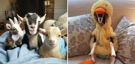 Cabra que sofre de ansiedade só se acalma quando usa suas fantasias (veja fotos)