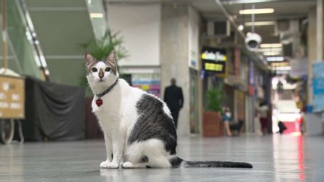 Gato 'ganha na Justiça' o direito de circular por galeria de Copacabana (RJ)