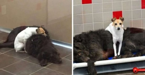 Dupla inseparável de cães são adotados juntos porque não paravam de se abraçar