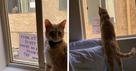 Gatos que ficavam se espionando 'se apaixonam' e donas decidem marcar encontro real