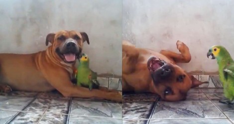 Tamanho é documento? Não para esse papagaio! Confira o vídeo (e o tamanho) do cachorro ‘perturbado’ pela ave