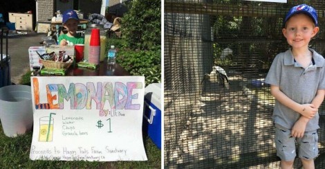 Menino abre banquinha de limonada e destina 100% dos lucros para animais de abrigo