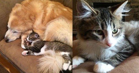 Canina golden retriever ganha companhia de gatinho para superar ansiedade: e deu certo