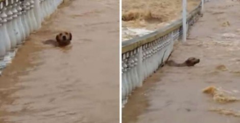 Em vídeo impressionante, cão quase é levado por forte correnteza de rio do ES