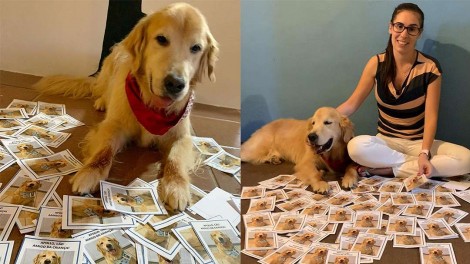 Cão terapeuta recebe mensagens de amor de crianças após ser diagnosticado com câncer