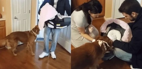 Bombou! Cachorro golden retriever festeja chegada de bebê e agradece donos pelo 'presente'