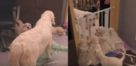 Mamãe golden retriever ensina filhotes uma importante lição sobre paciência