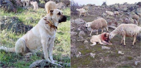 Cachorro pastor luta contra lobo para proteger rebanho e é 'consolado' carinhosamente por ovelha