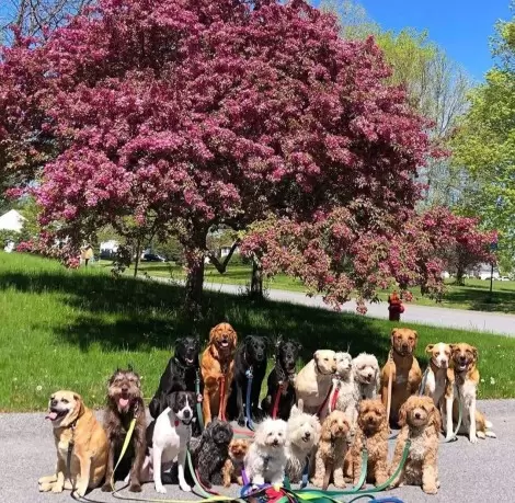 Foto: Instagram / saratogadogwalkers
