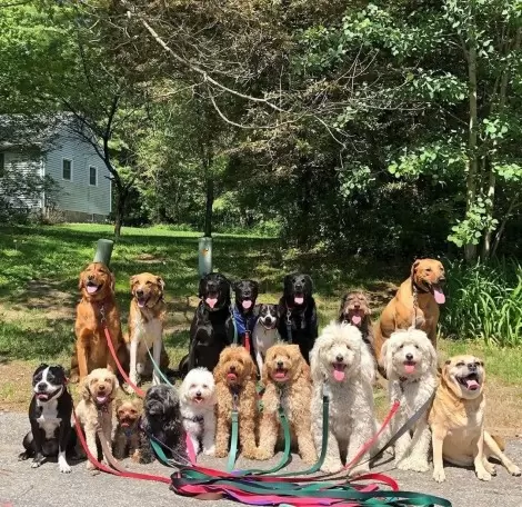 Foto: Instagram / saratogadogwalkers