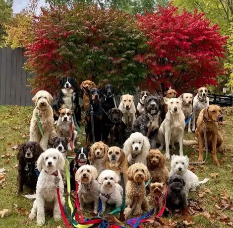 Foto: Instagram / saratogadogwalkers