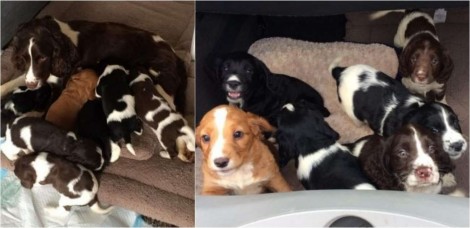 Filhotes de cocker spaniel inglês são roubados e donos oferecem recompensa pelo resgate